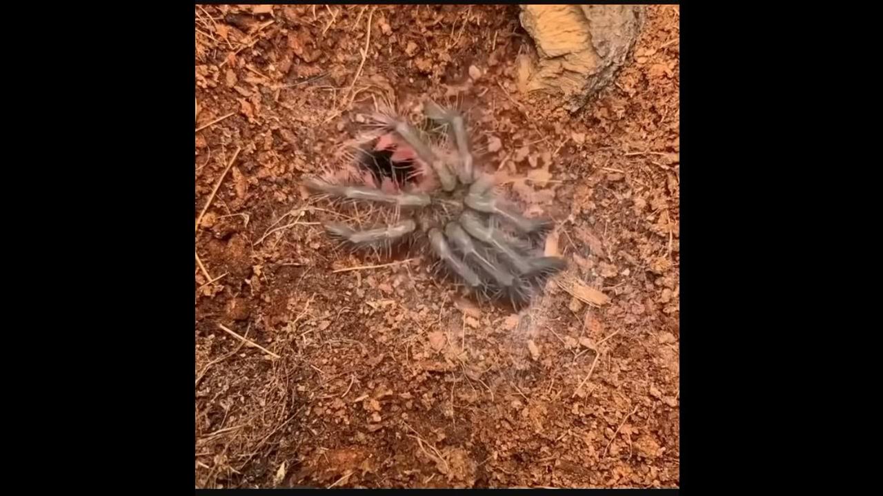 What Is A Symbiote In Real Life Venom Symbiotes Real Life Transformation From Inside Out - YouTube