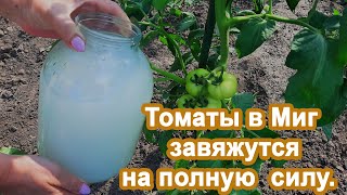 Томаты в Миг пойдут в рост Подкормка в Июне. Не пропустите и получите богатый урожай помидор.