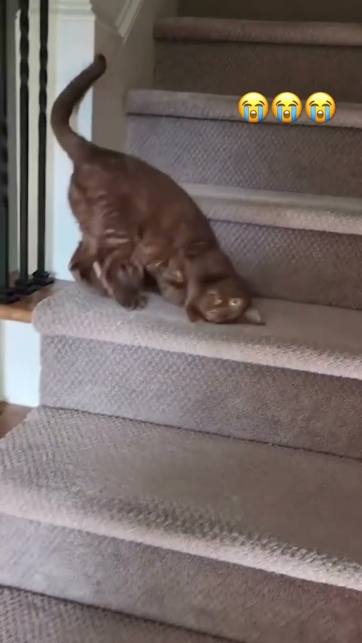 Kittyo demonstrated 100% use of free will