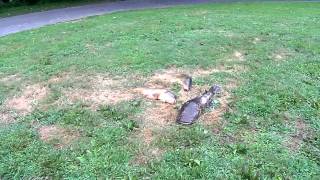 Giant flathead