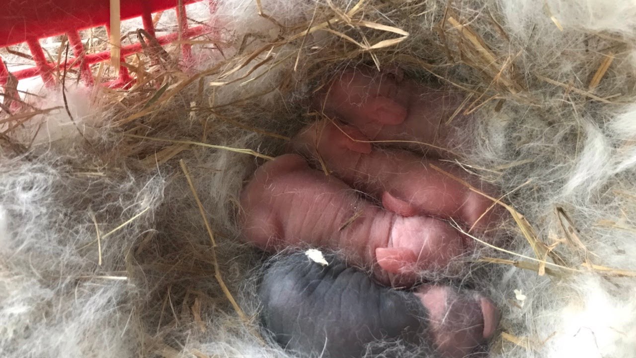 RABBIT PREGNANCY & BIRTH - NEST BOXES, KINDLING (BREEDING TO GIVING ...