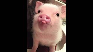 🐕 Лучшие смешные видео с животными для поднятия настроения! 🐈 Улыбнитесь и расслабьтесь! 😺