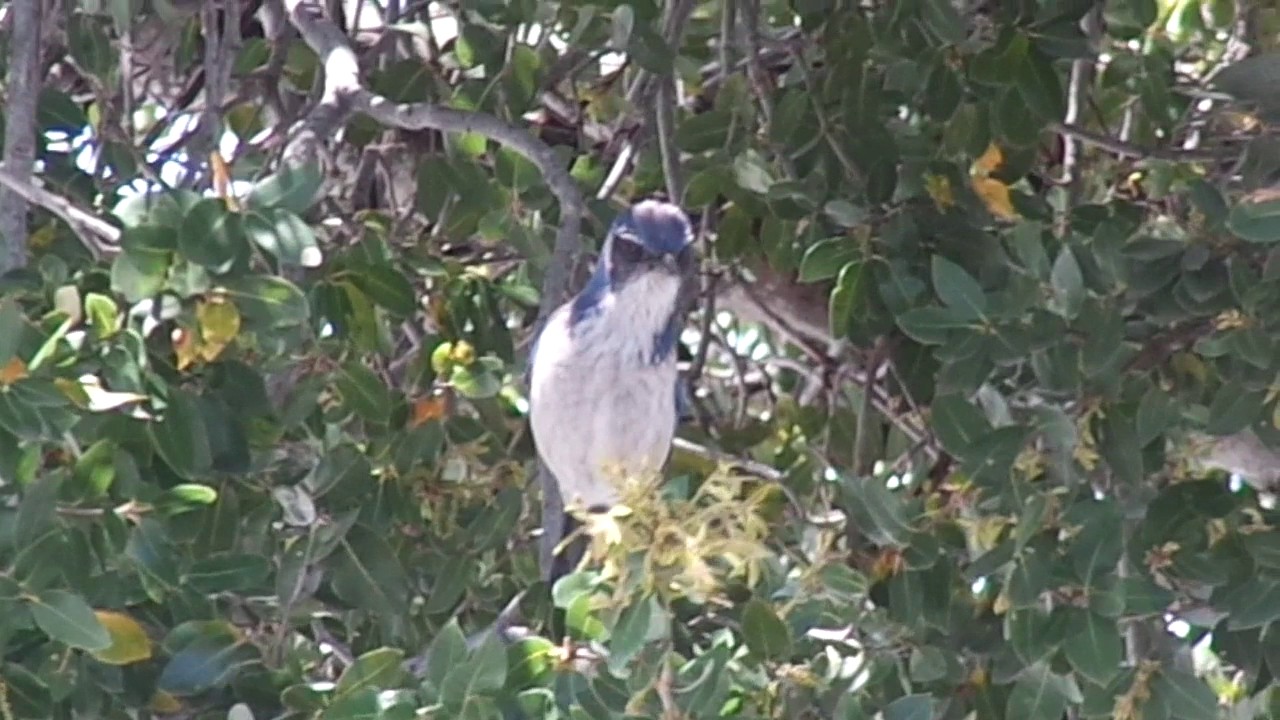 Scrub Jay 