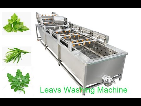 Moringa Leaf Dryer Machine Dehydration Of Moringa Leaves