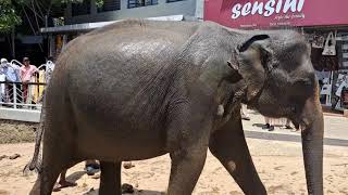 Srí Lanka sloní sirotčinec Pinnawala