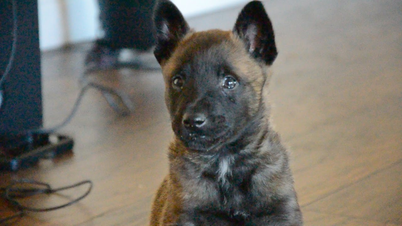 old belgian malinois