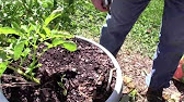 Spuds grown in tyres and a bag 3. Revealed