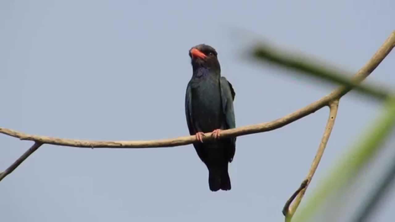 Asian DollarBird in Malaysia