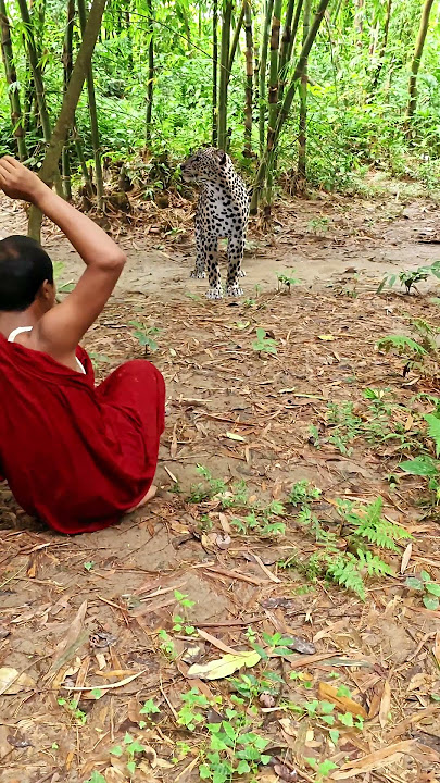 A spready(46) leopard attack a village joker in jungle #vfx #riger #wildlife #viral#video