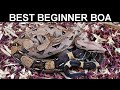 Best Boa Constrictors for Beginning Boa Keepers