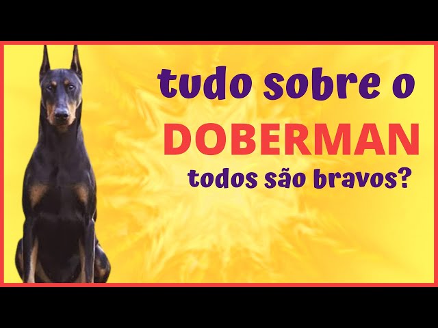 Cachorro Doberman: descubra aqui tudo sobre a raça