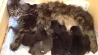 Кошка мейн кун родила семерых котят Кошка мейн кун родила семерых котят