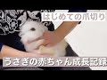 【うさぎ】はじめての爪切り/ドワーフホト・ライオンラビットの赤ちゃん成長記録