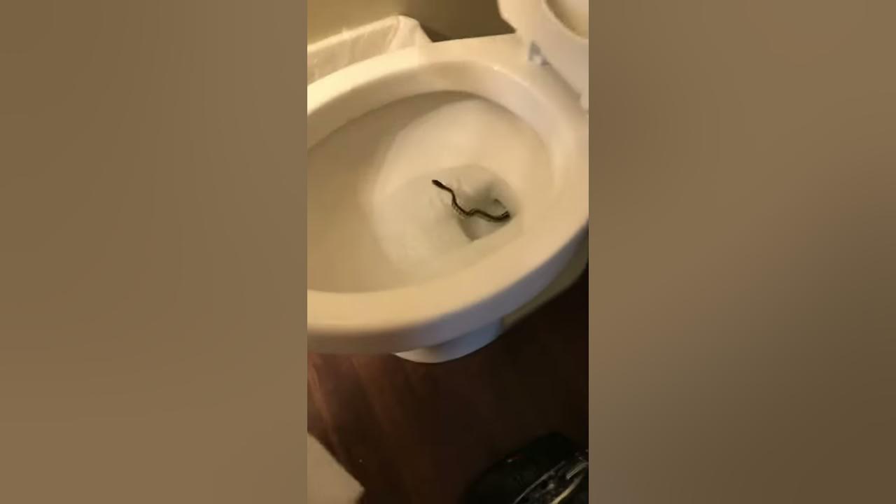 Snake pops out of toilet in Tennessee