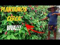 🛑COMO PLANTAR CERCA VIVA (HIBISCO)+ VOLTA PELA CHÁCARA,SE INSCREVA.#morandonaroça #sonho #plantio