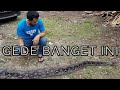 JEMPUT DEWI PYTHON ULAR JUMBO DARI CILEUNGSI