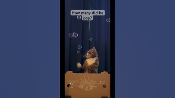 Catnip Bubbles! 🫧 #pets #cats #fun #cute