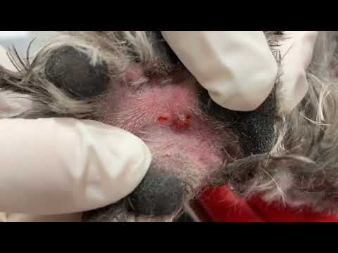 Extracción de espiga en pata (cuerpo extraño interdigital) - YouTube