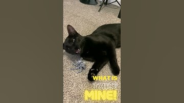That Fidget is Mine! Funny Cat Video