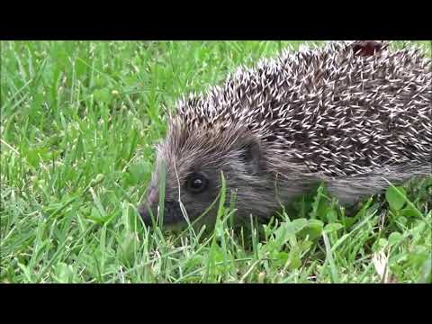 ДИКИЕ ЖИВОТНЫЕ В ЛЕСУ | ЛЕСНЫЕ ЗВЕРИ - ДЛЯ МАЛЫШЕЙ