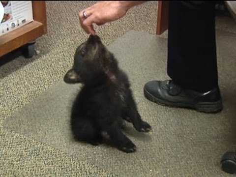 Video: Pet Scoop: Anak Beruang Yatim Piatu Tersimpan di Oregon, Peru Park Adalah Biodiverse Paling Banyak di Planet ini