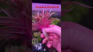 Одно из самых красивых аквариумных растений! Багровый Император. #аквариум #aquarium