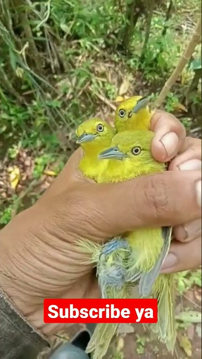 PELEPASAN BURUNG SIRTU/SIRFU DI ALAM BEBAS