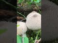 Дождевик съедобный (Lycoperdon perlatum) short #shorts