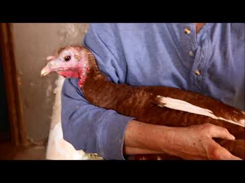 How to treat an injured turkey. Lots of blood on a foot injury Part 1