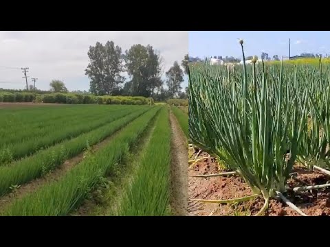 Video: Kev cog qoob loo ntawm nceb. Mushroom propagation txoj kev