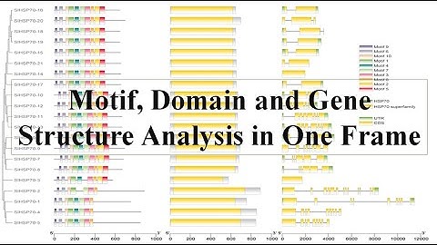Domain analysis motif and Gene structure in one click #GFFfile #TBTool #Genestructure #Motif #Domain