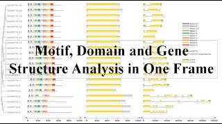 Domain analysis motif and Gene structure in one click #GFFfile #TBTool #Genestructure #Motif #Domain screenshot 4