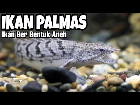 PALMAS - Ikan Purba dari Afrika