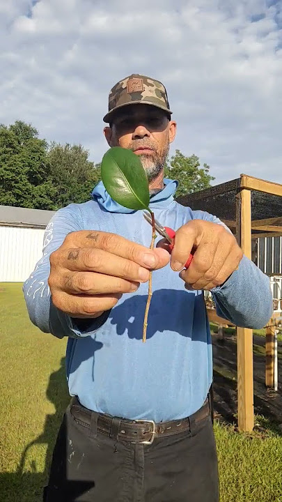 Camellia cuttings