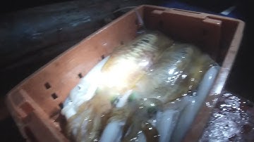 Câu mực đêm, hôm nay ăn quá trời