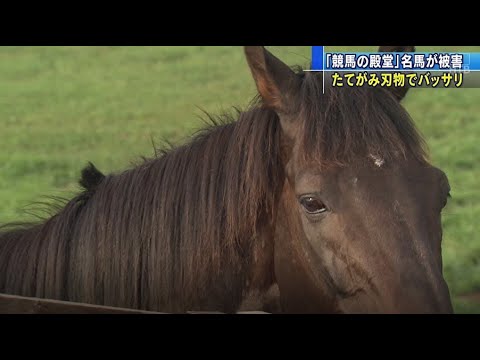 競馬の殿堂 名馬が被害 たてがみ刃物でバッサリ タイキシャトルが ローズキングダムが Htbニュース Youtube