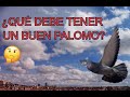 Palomos de trabajo 🐦 3 Características esenciales de un buen palomo ladrón y otras muy importantes.