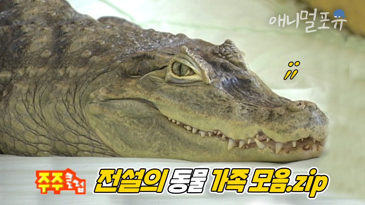 주주클럽 레전드! 전설의 동물 가족 모음.zip 악어, 뱀, 멧돼지, 사자, 호랑이, 너구리, 소. 꿩까지! | KBS 주주클럽 방송