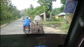 Seekor sapi mengendarai sepeda motor 🐄 🏍 #videoviral #viral #tren #lucu 