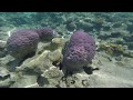 Обзор коралла отеля  Фараана Faraana Reef Resort