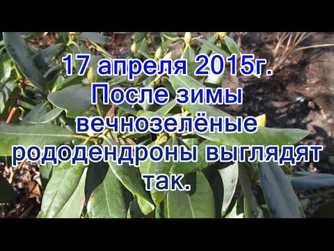 Videó: Rhododendron Sárga (17 Fotó): A 