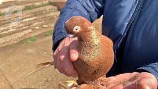 Птичий рынок г. Ташкент - ГОЛУБИ (12.03.2022) / Uzbek Pigeons / Usbekische tauben