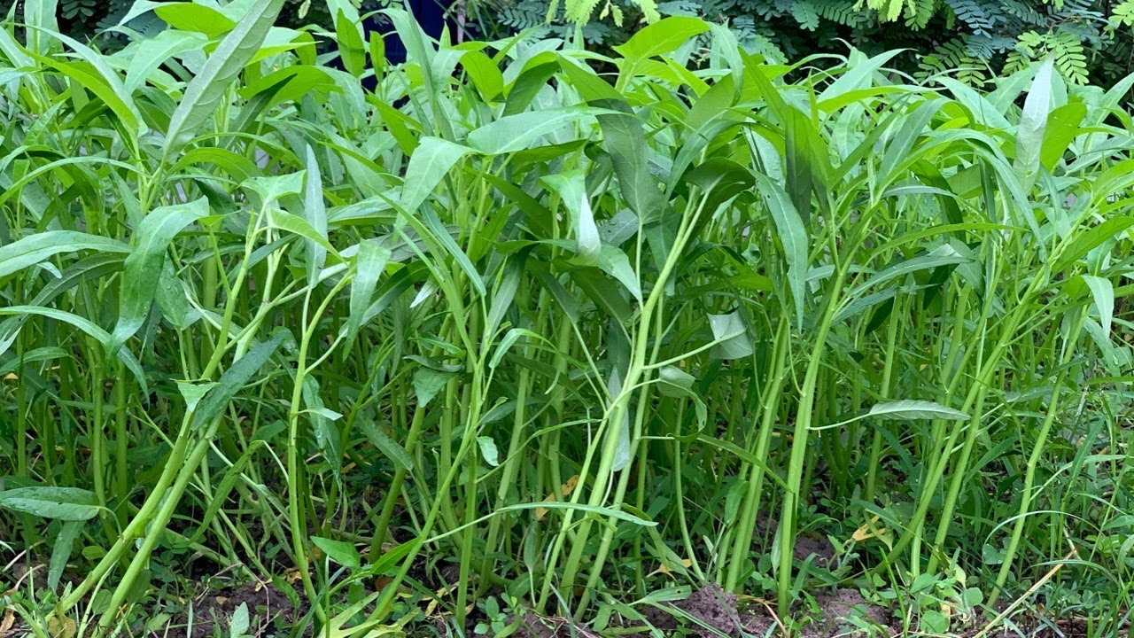 Easy TIPS TO GROW KANGKUNG from Seeds Growing Water Convolvulus by