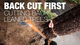 Back Cut First! Cutting Back Leaned Trees