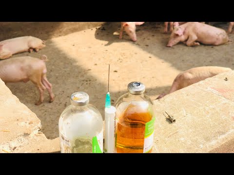 How To Inject Pigs (Part 2)