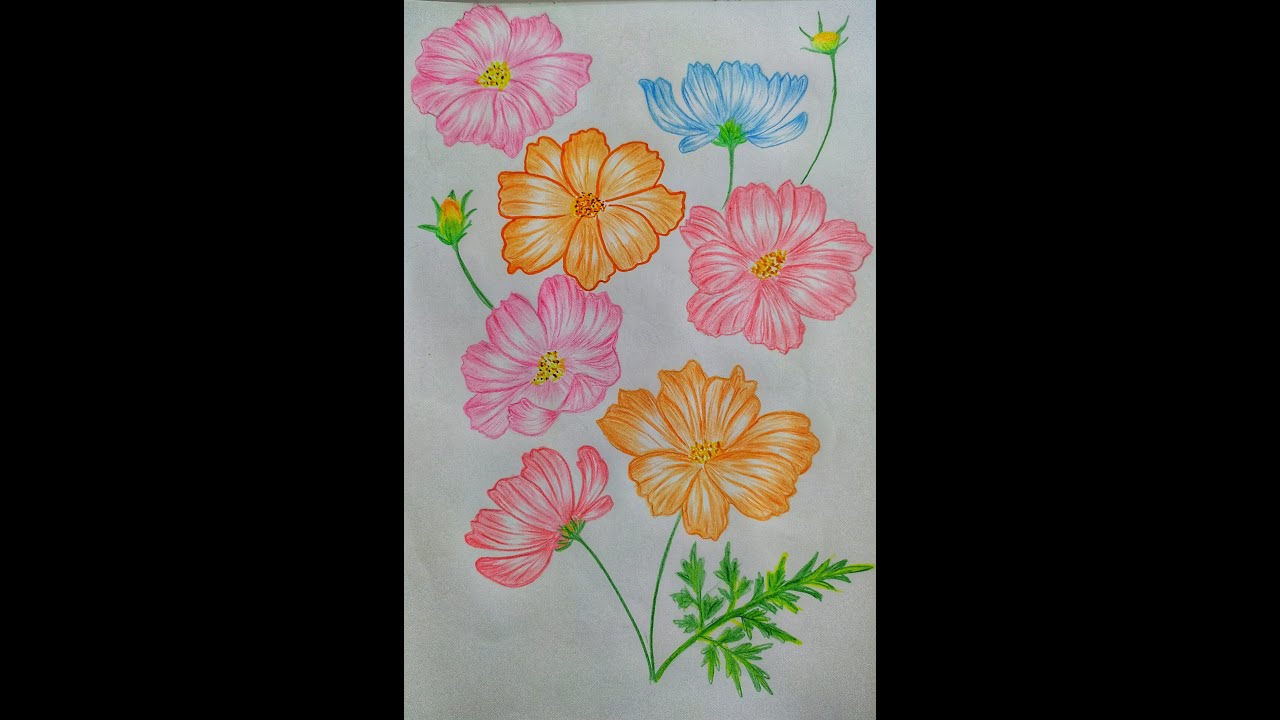 How to draw cosmos flower - YouTube