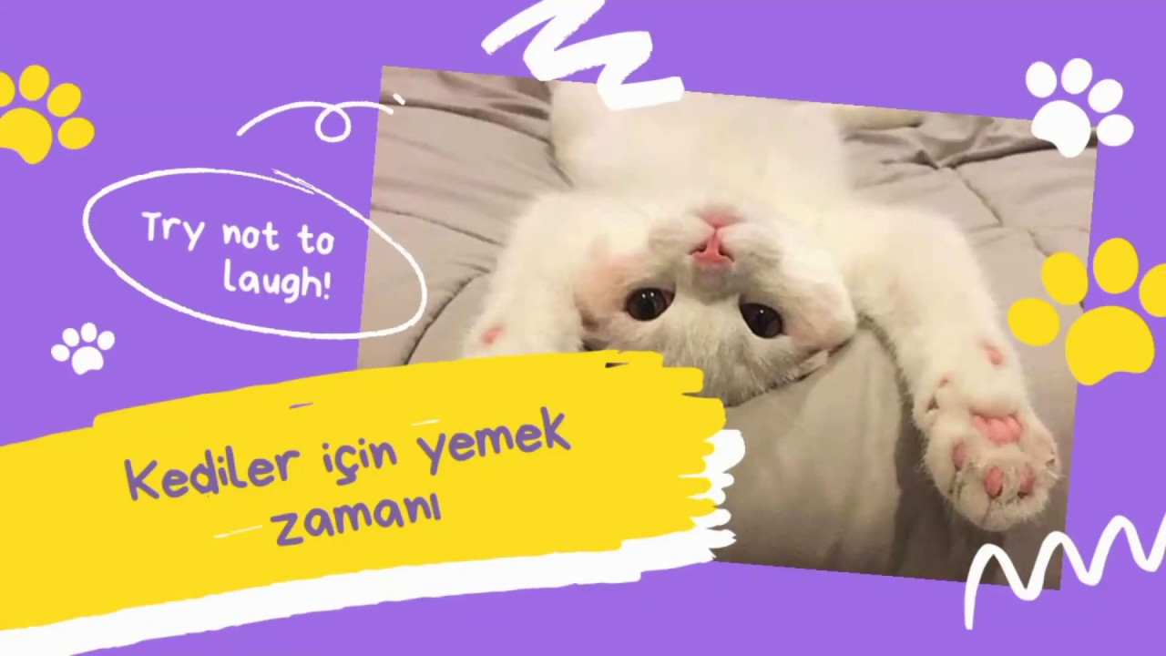 En komik kedi videoları YouTube