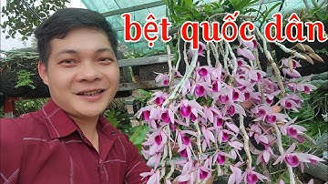 Mùa hoa phi điệp bao kỷ niệm ùa về, chăm sóc mầm gốc phi điệp mới nhất | phong lan rừng pv