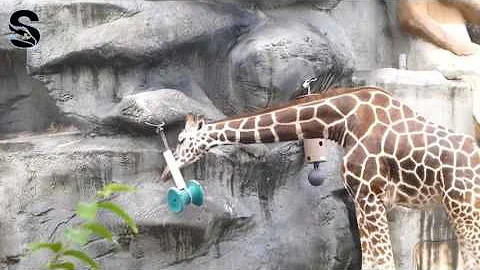 TRY NOT TO LAUGH or GRIN Funny Kids Fails Compilation 2016 Part 8 by Life Awesome PART 3