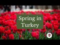 Spring in Turkey | What to wear in Spring? | Istanbul Tulip Festival, Adana Portakal Çiçeği Festival